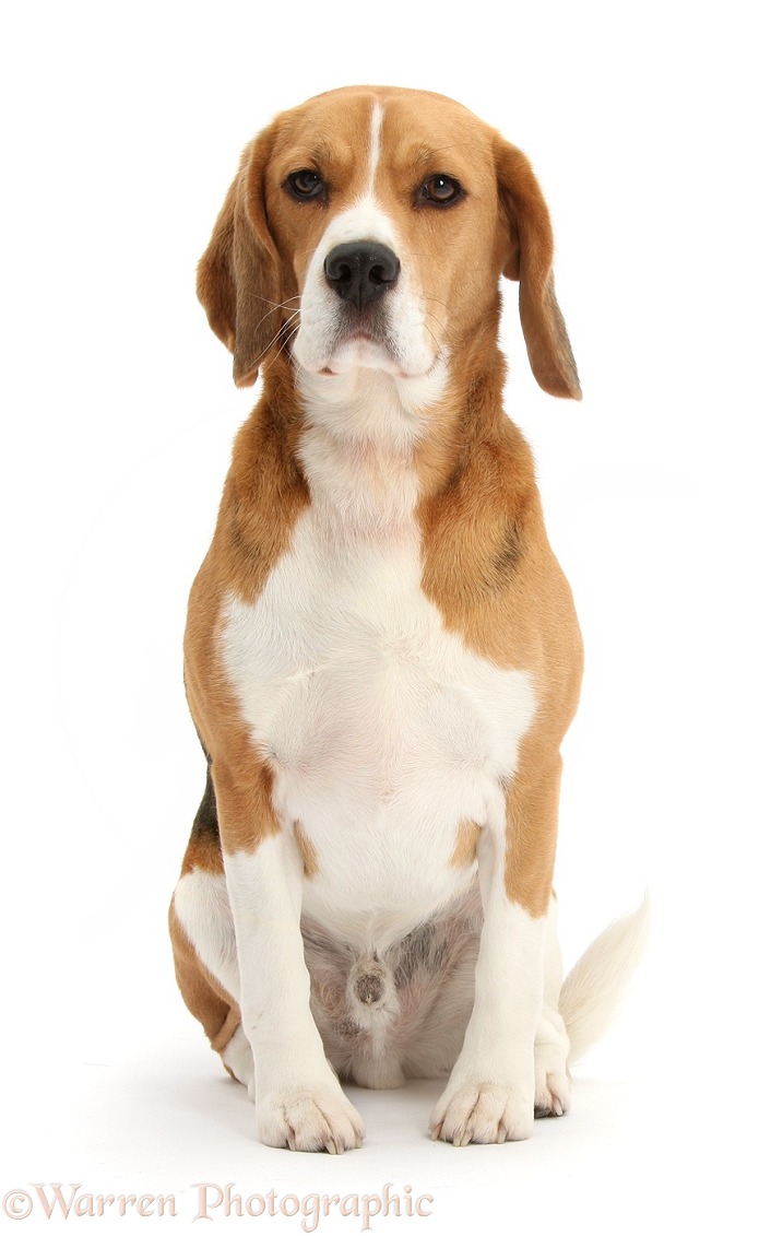 Beagle dog, Bruce, sitting, white background