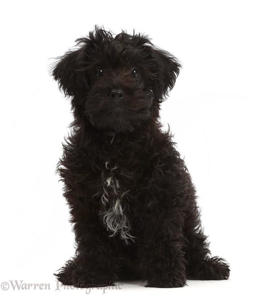 Black Poodle-cross puppy, white background