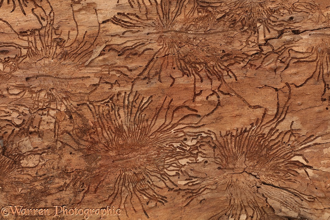 Patterns in Elm bark made by Elm Bark Beetles (Scolytus sp), responsible for Dutch Elm Disease