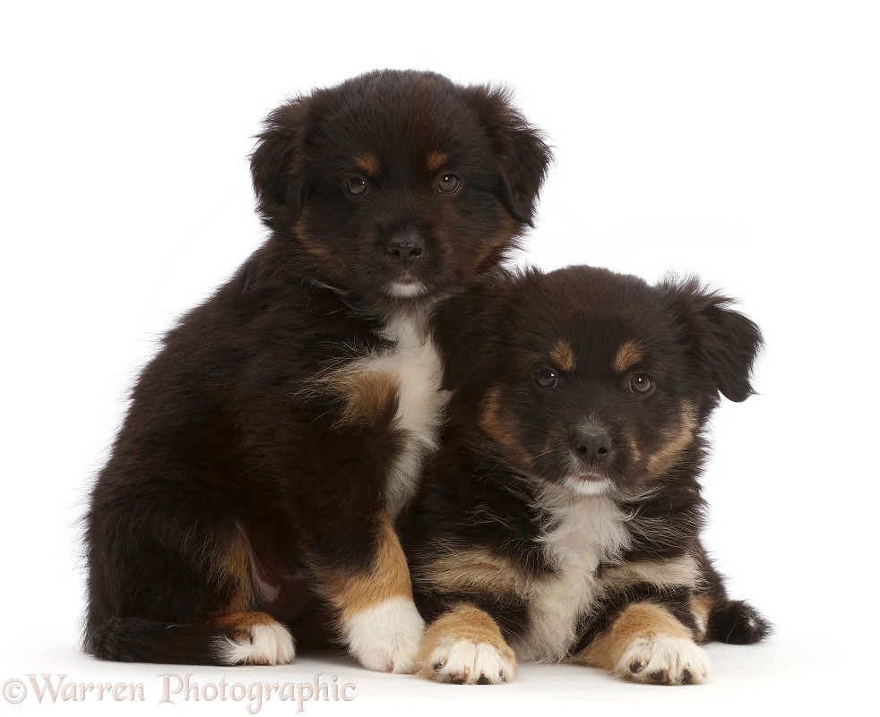 Two Mini American Shepherd puppies, 7 weeks old, white background