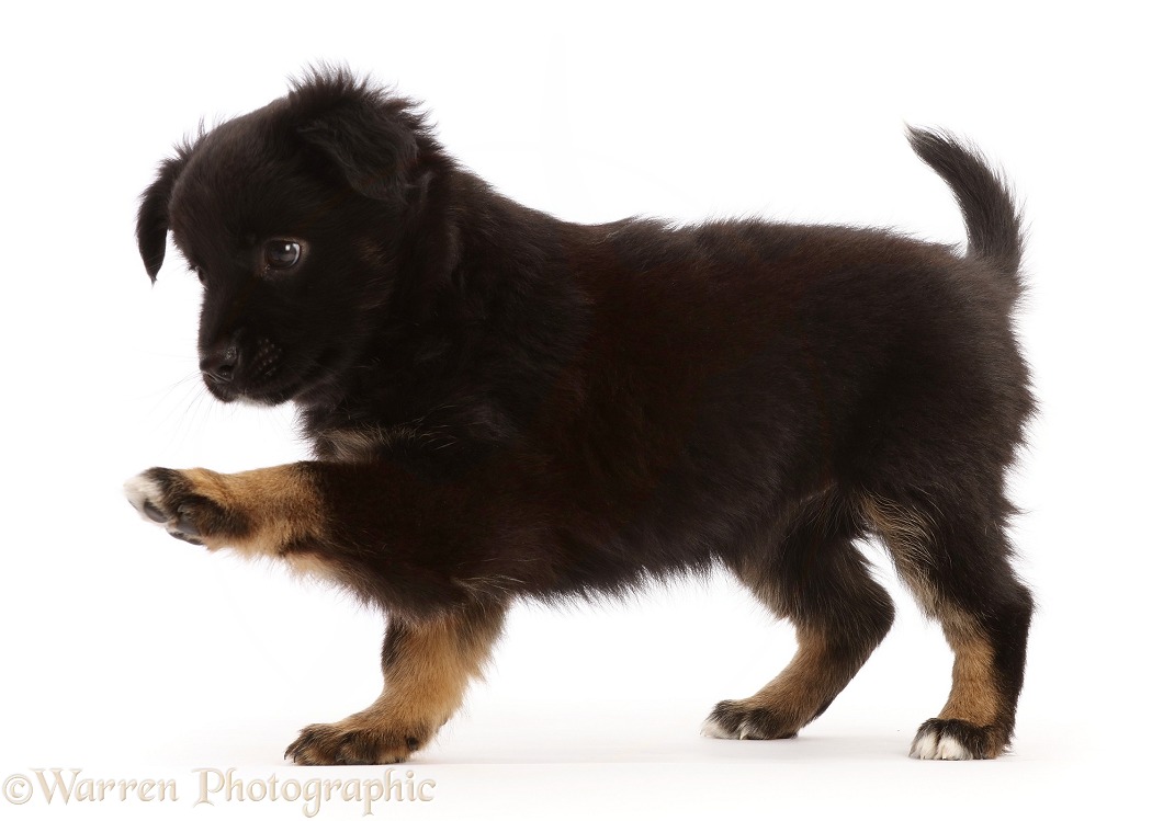Mini American Shepherd puppy, 7 weeks old, paw held out, white background