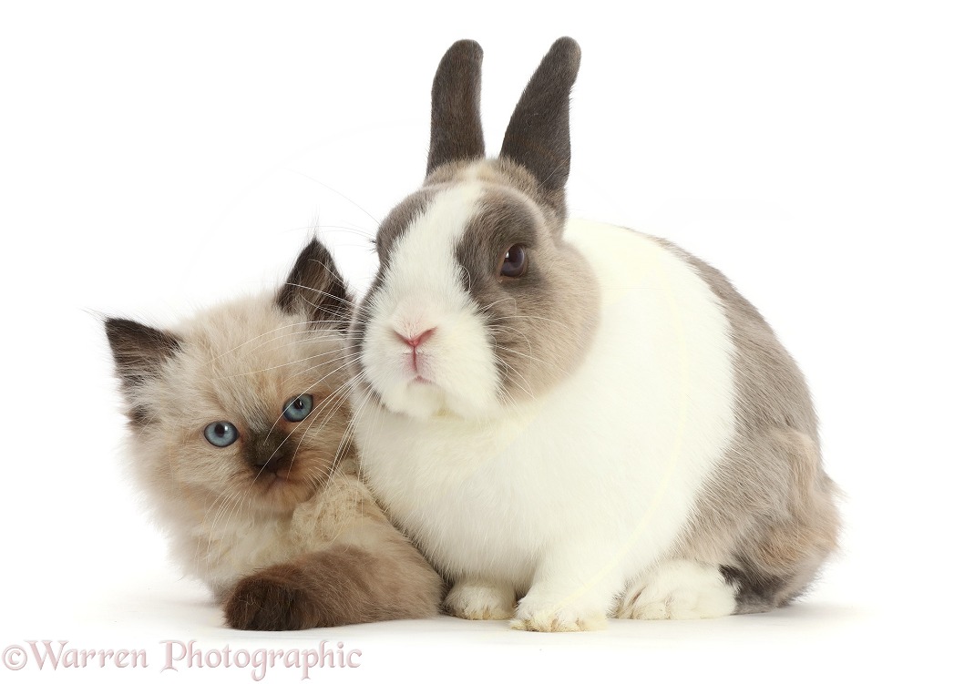 Persian x Ragdoll kitten, 7 weeks old, and Netherland Dwarf rabbit, white background