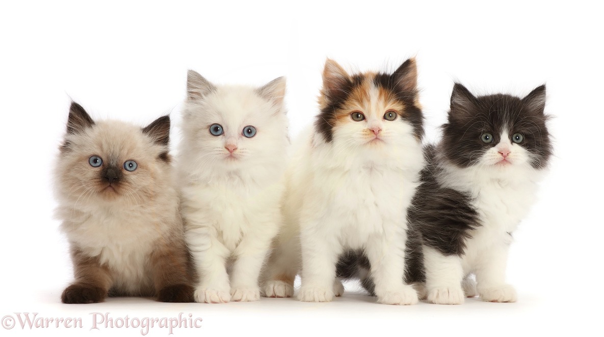 Four Persian x Ragdoll kittens, 7 weeks old, white background