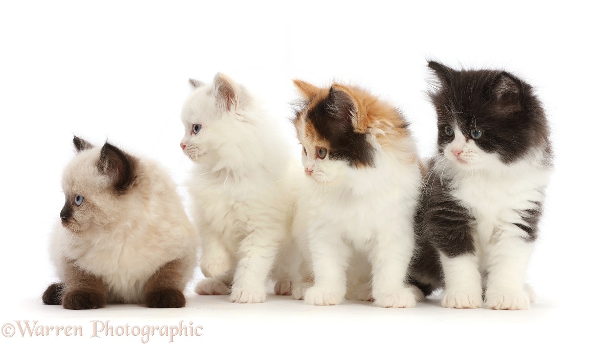 Four Persian x Ragdoll kittens, 7 weeks old, looking to side, white background