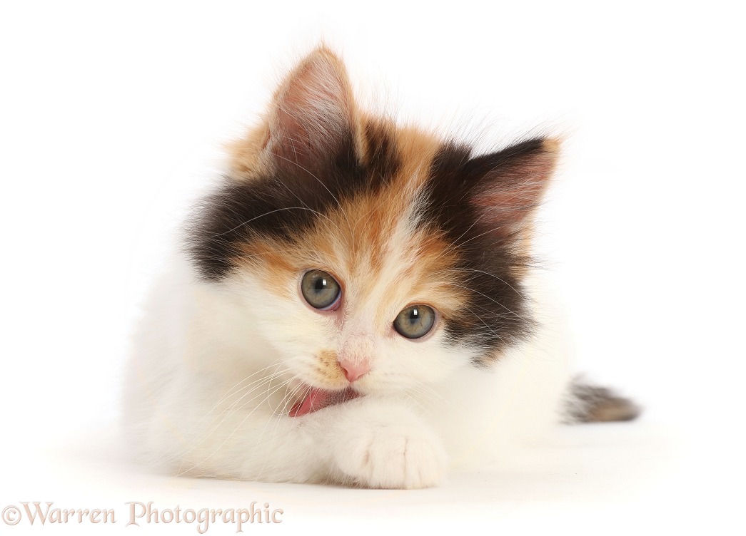 Tortoiseshell Persian x Ragdoll kitten, 7 weeks old, licking her paw, white background