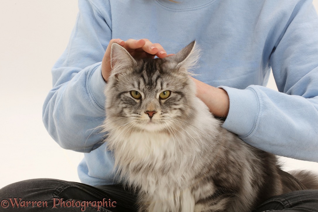 Maine Coon male cat, Blaze, 9 months old, enjoying being stroked, white background