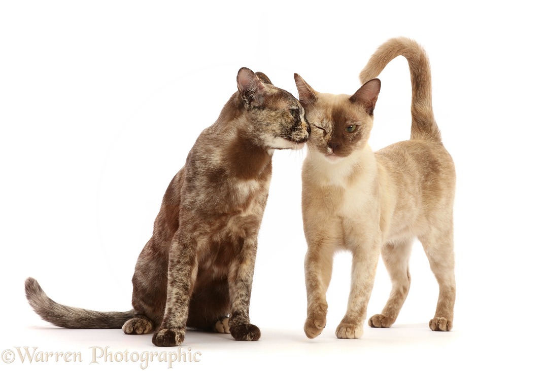 Tortoiseshell Burmese cats, 1 year old, nuzzling, white background