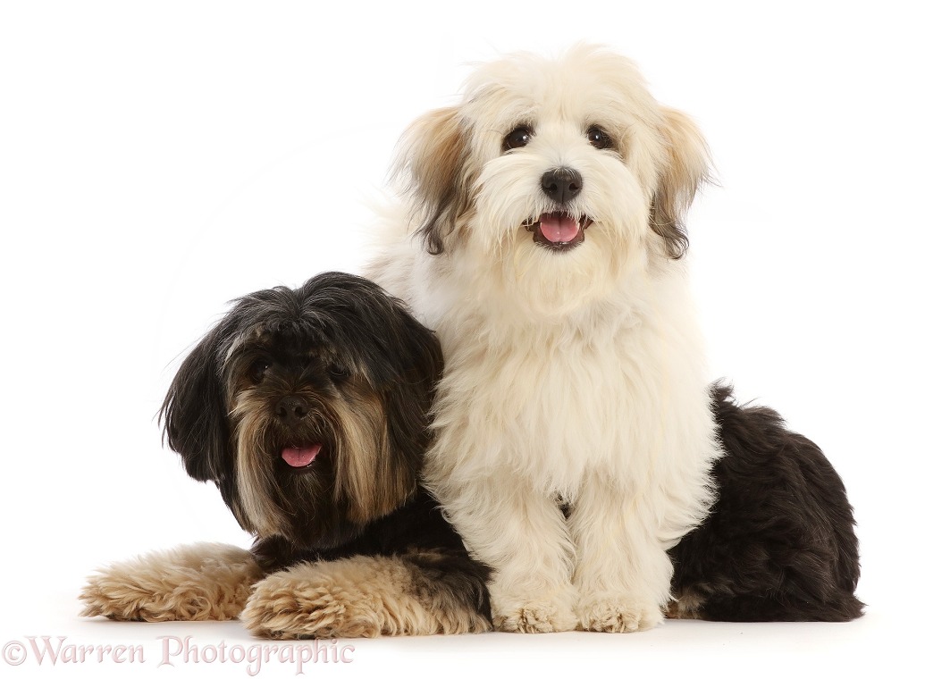 Coton de Tulear puppy  and Yorkshire Terrier x Shih-tzu, white background