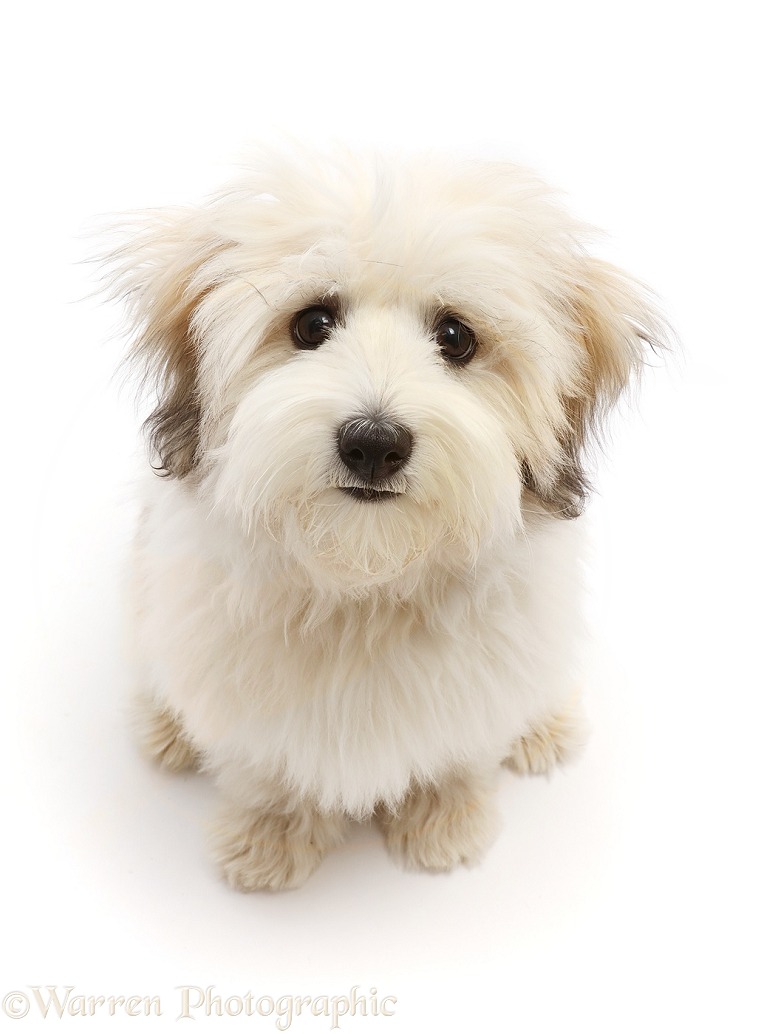 Coton de Tulear puppy, 5 months old, white background