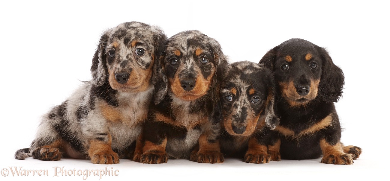 Four long-haired Dachshund puppies, 7 weeks old, white background
