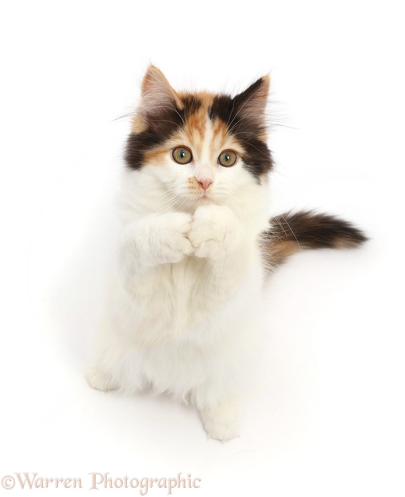 Persian x Ragdoll kitten, sitting up and begging, white background