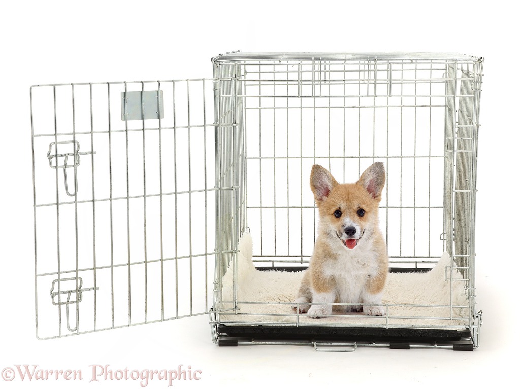 Corgi puppy, 8 weeks old, sitting in a crate, white background