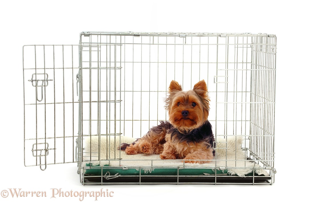 Yorkshire Terrier lying in a crate, white background