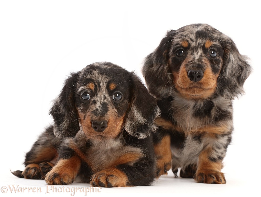 Long-haired Dapple Dachshund puppies, 7 weeks old, white background
