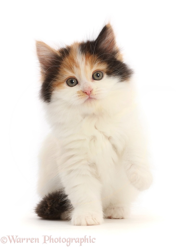 Persian x Ragdoll kitten, 7 weeks old, sitting raised paw, white background