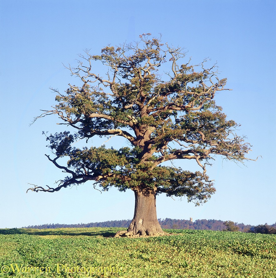 English Oak (Quercus robur) - Autumn (31-10-1997).  Surrey, England