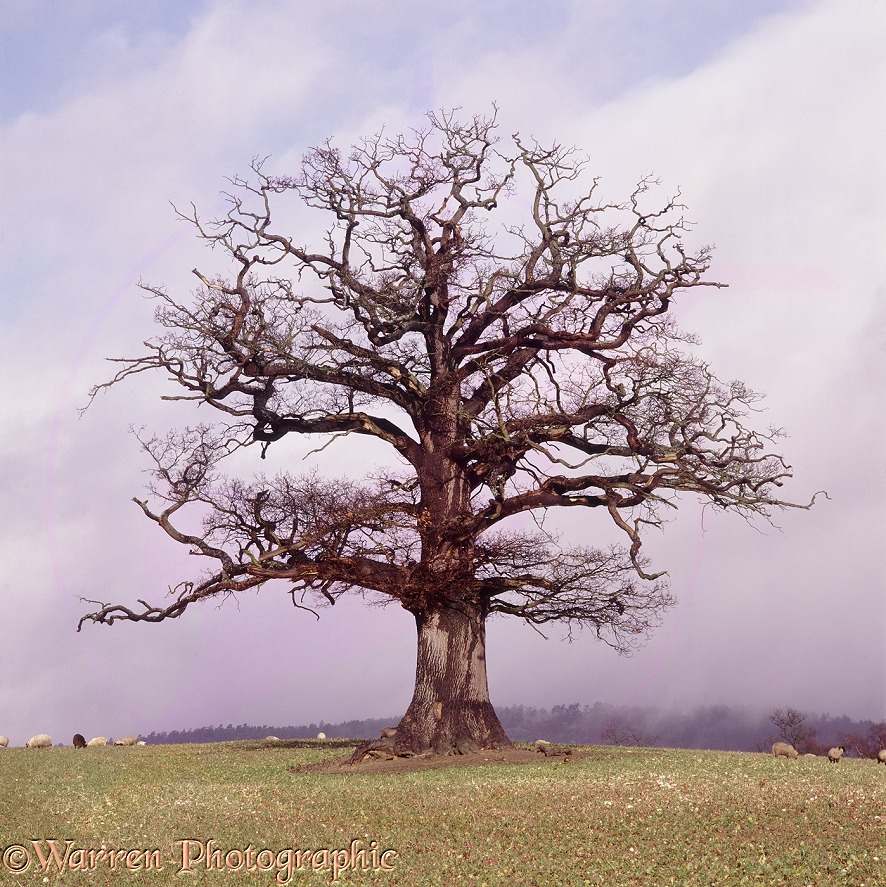 English Oak (Quercus robur) - Winter with sheep (08-12-1997).  Surrey, England