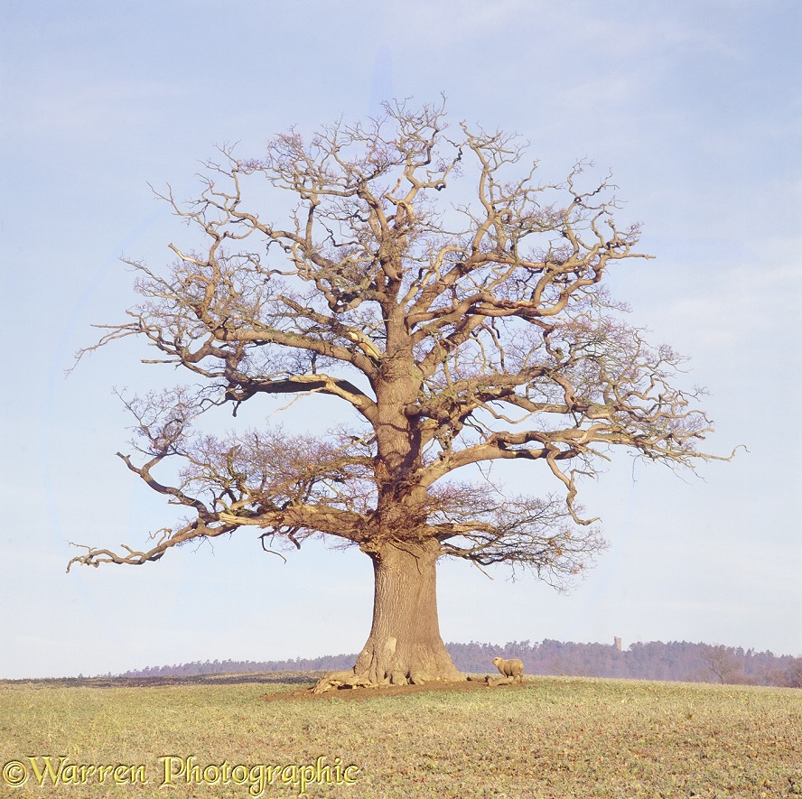 English Oak (Quercus robur) - Winter with sheep (04-02-1998).  Surrey, England