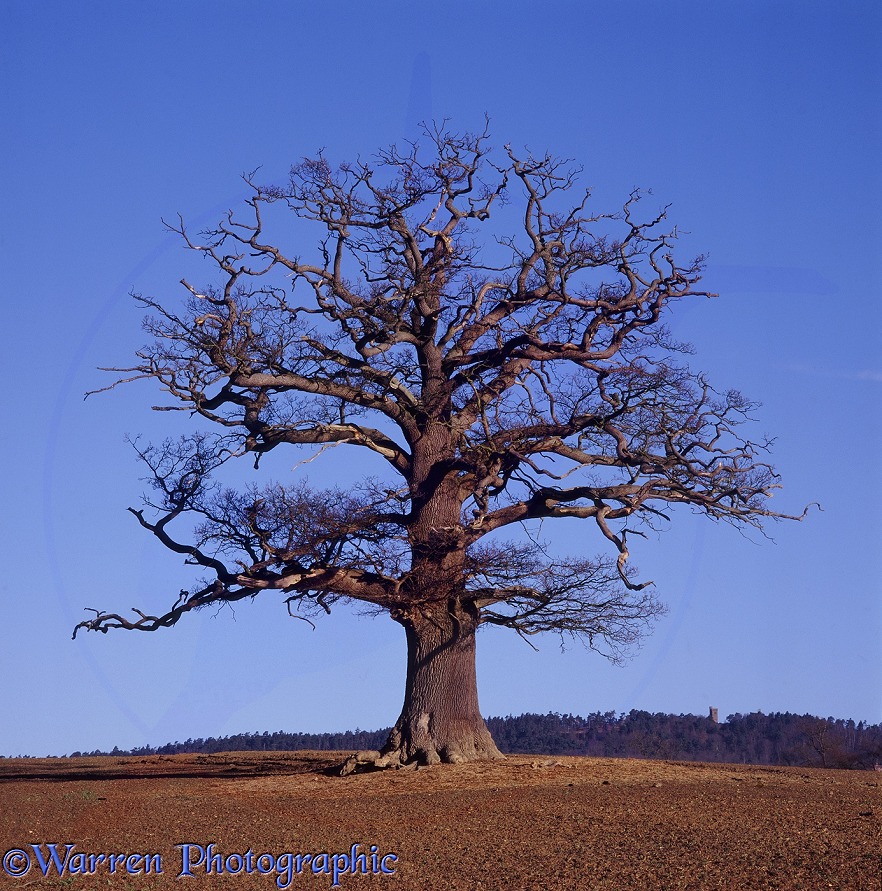 English Oak (Quercus robur) - Winter (09-03-1998).  Surrey, England