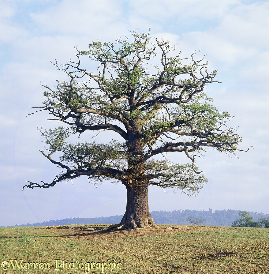 English Oak (Quercus robur) - Spring (05-05-1998).  Surrey, England