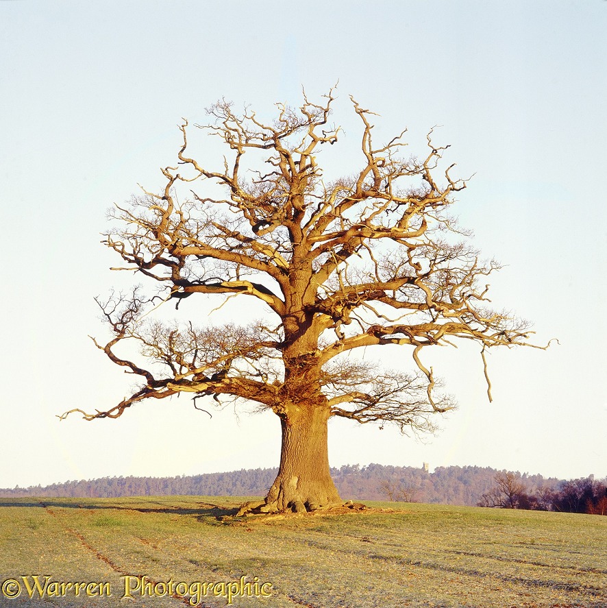 English Oak (Quercus robur) - Winter (31-12-2001).  Surrey, England