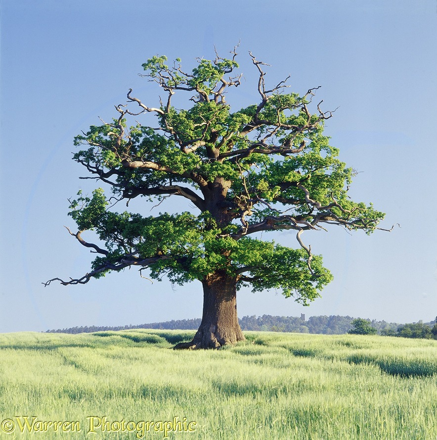 English Oak (Quercus robur) in a field of barley. Spring (16-05-2002).  Surrey, England