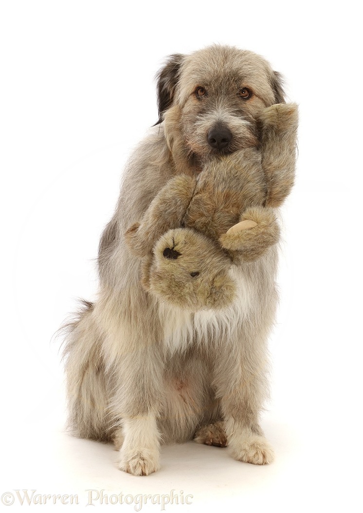 Romanian rescue dog, Kratu, holding a Teddy bear, white background