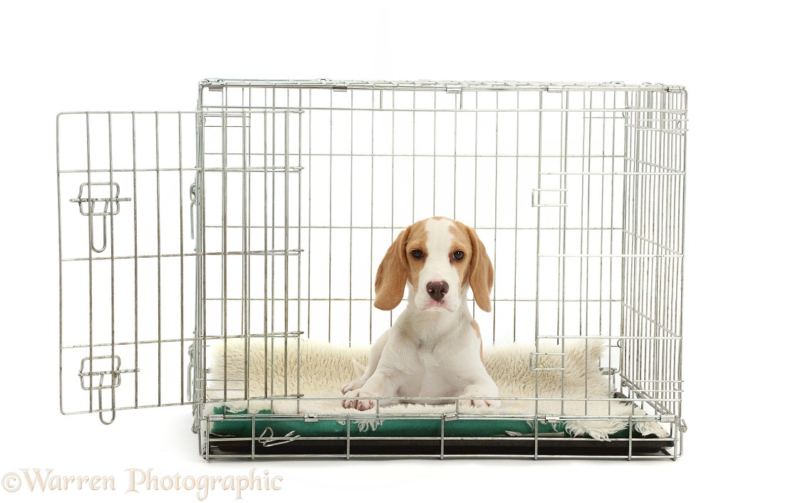 Orange Beagle puppy lying in a crate, white background