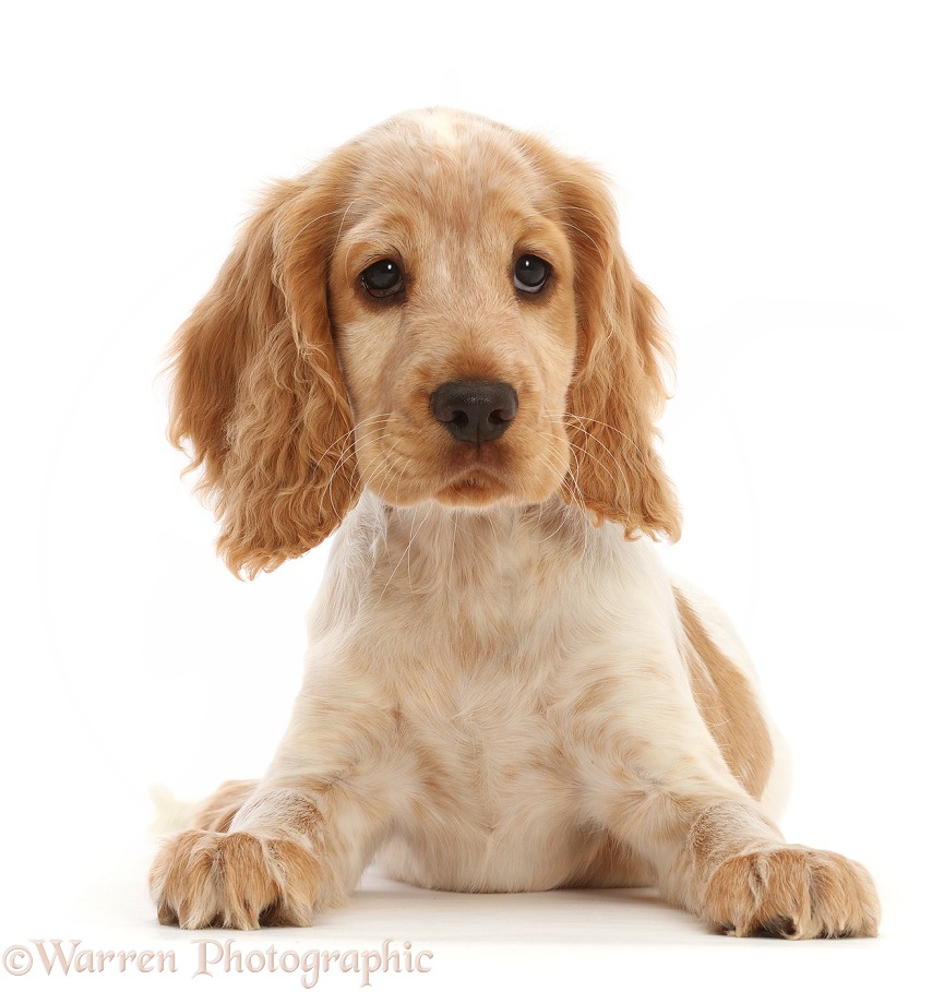 Lemon Roan Cocker Spaniel puppy, 11 weeks old, white background