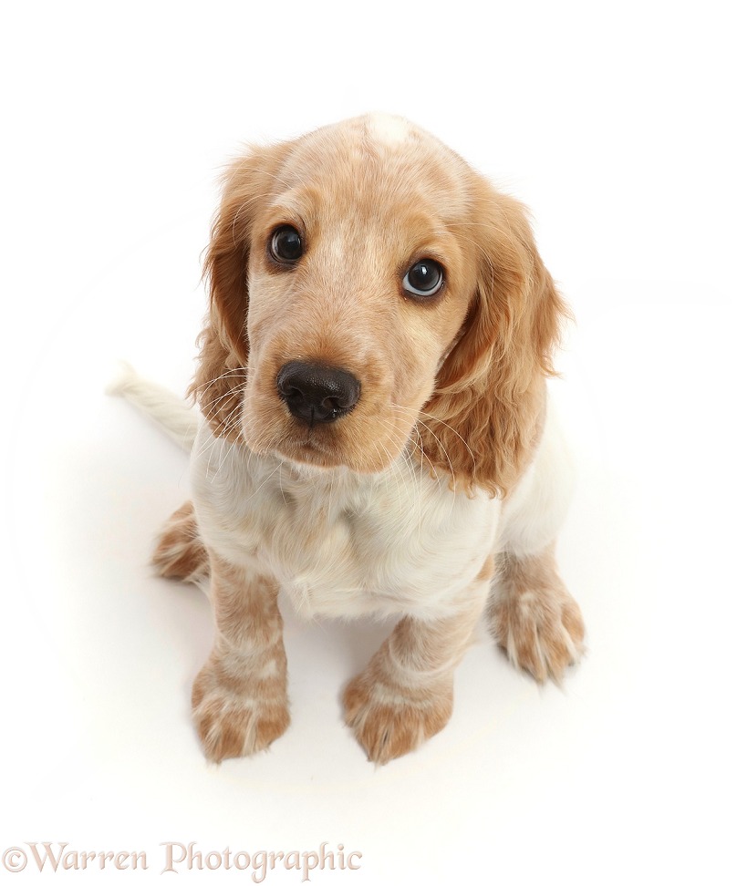 Lemon Roan Cocker Spaniel puppy, 11 weeks old, white background