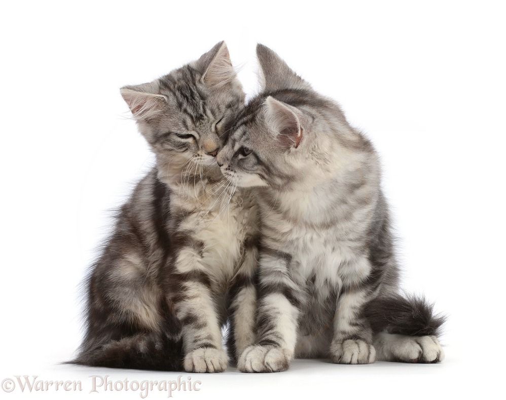 Silver tabby kittens, Freya and Blaze, 12 weeks old, snuggling, white background