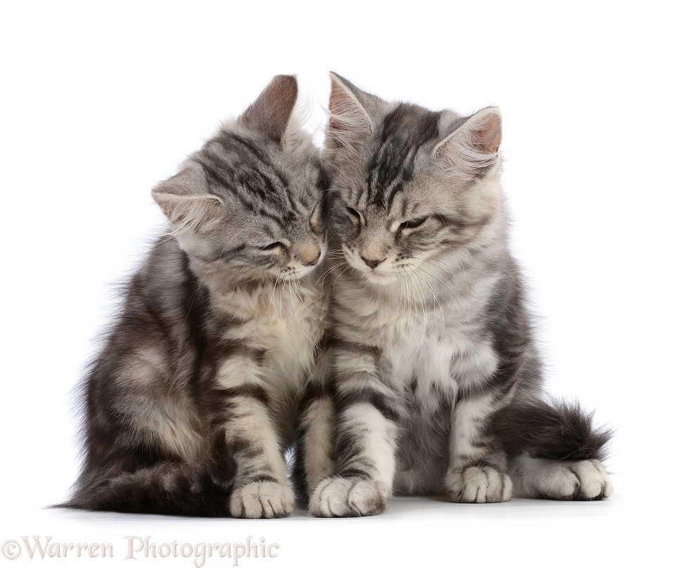 Silver tabby kittens, Freya and Blaze, 12 weeks old, cuddling up, white background