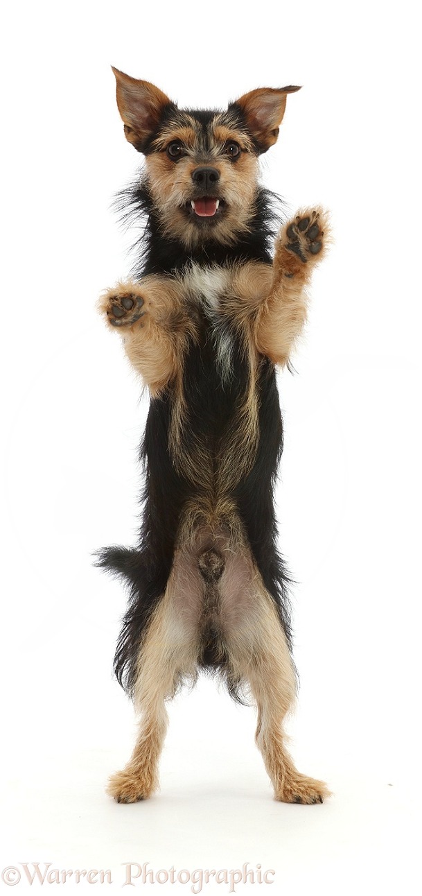 Chorkie - Yorkshire Terrier x Chihuahua, 7 months old, standing up on hind legs, white background