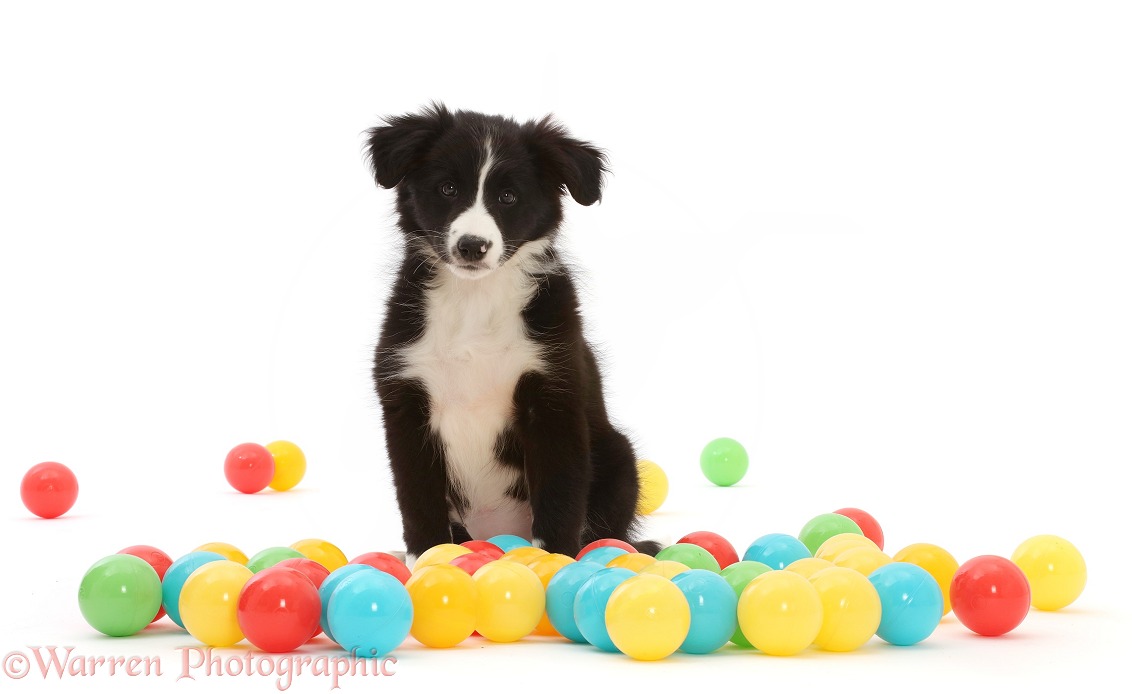 Black-and-white Border Collie puppy, sitting among balls, white background
