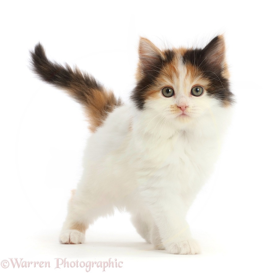 Persian x Ragdoll kitten, 7 weeks old, standing, white background