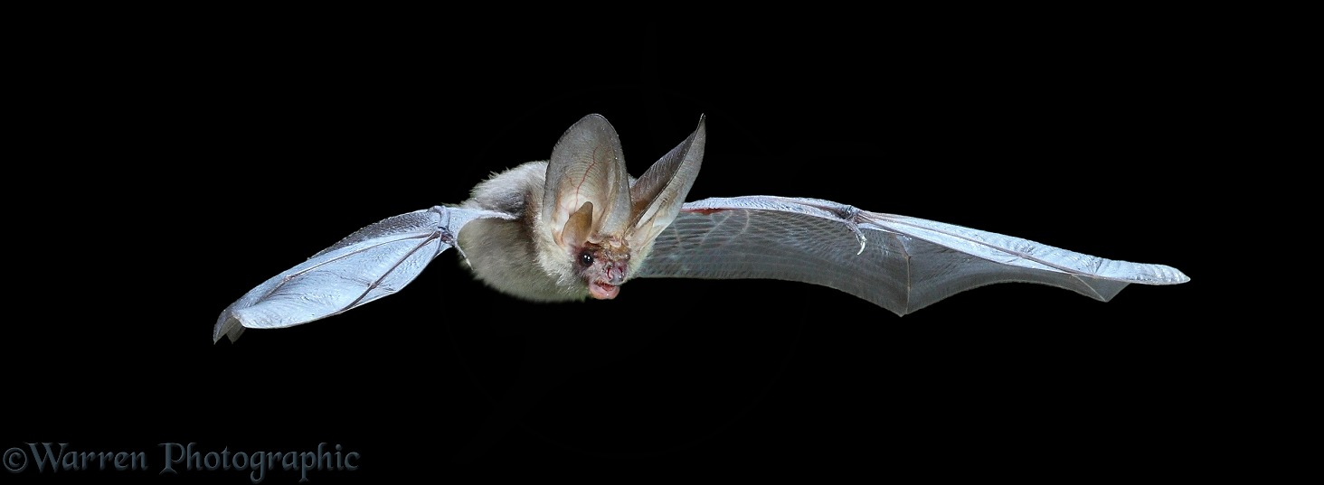 Long-eared Bat (Plecotus auritus) in flight