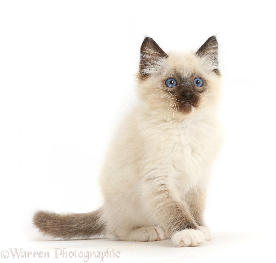 Ragdoll kitten, 10 weeks old, sitting, white background