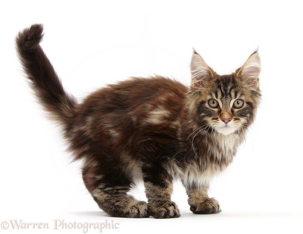 Tabby Maine Coon kitten, Logan, 12 weeks old, standing, white background
