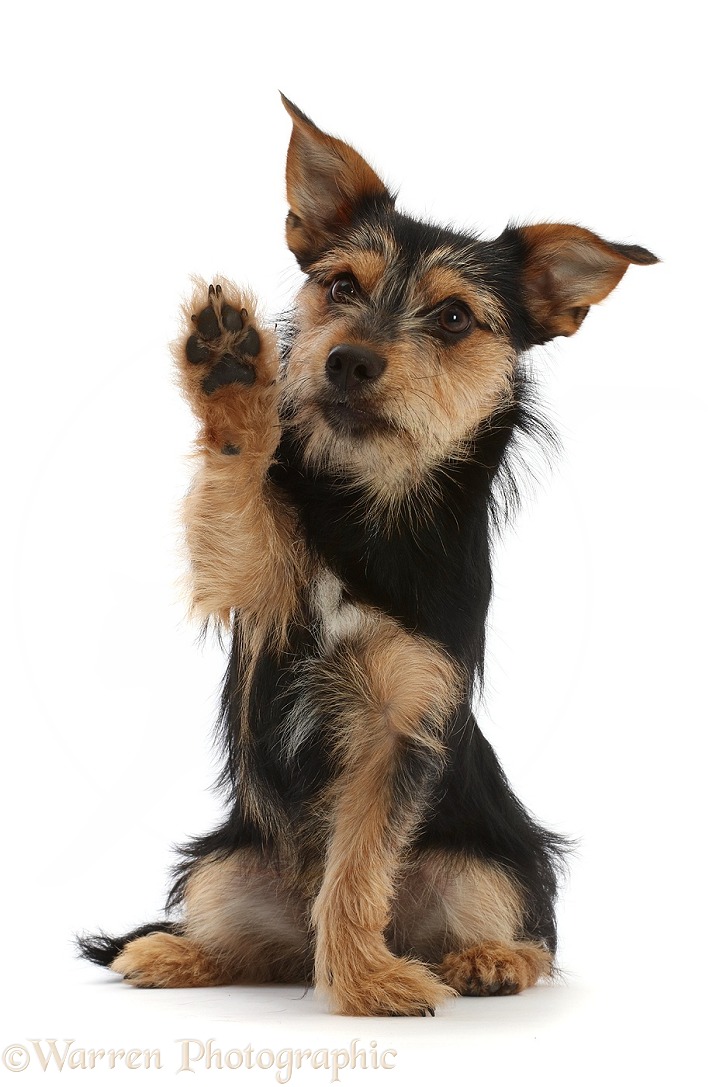 Chorkie - Yorkshire Terrier x Chihuahua, 7 months old, with raised paw, white background