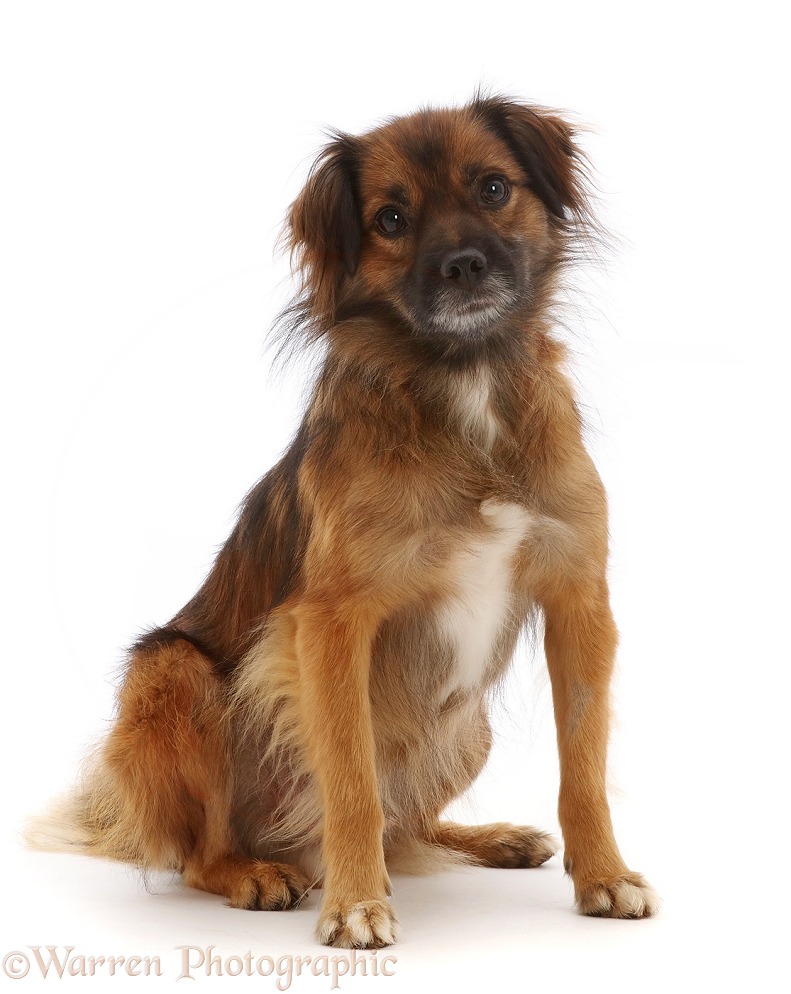 Romanian rescue dog, Rusty, of unknown parentage, sitting, white background