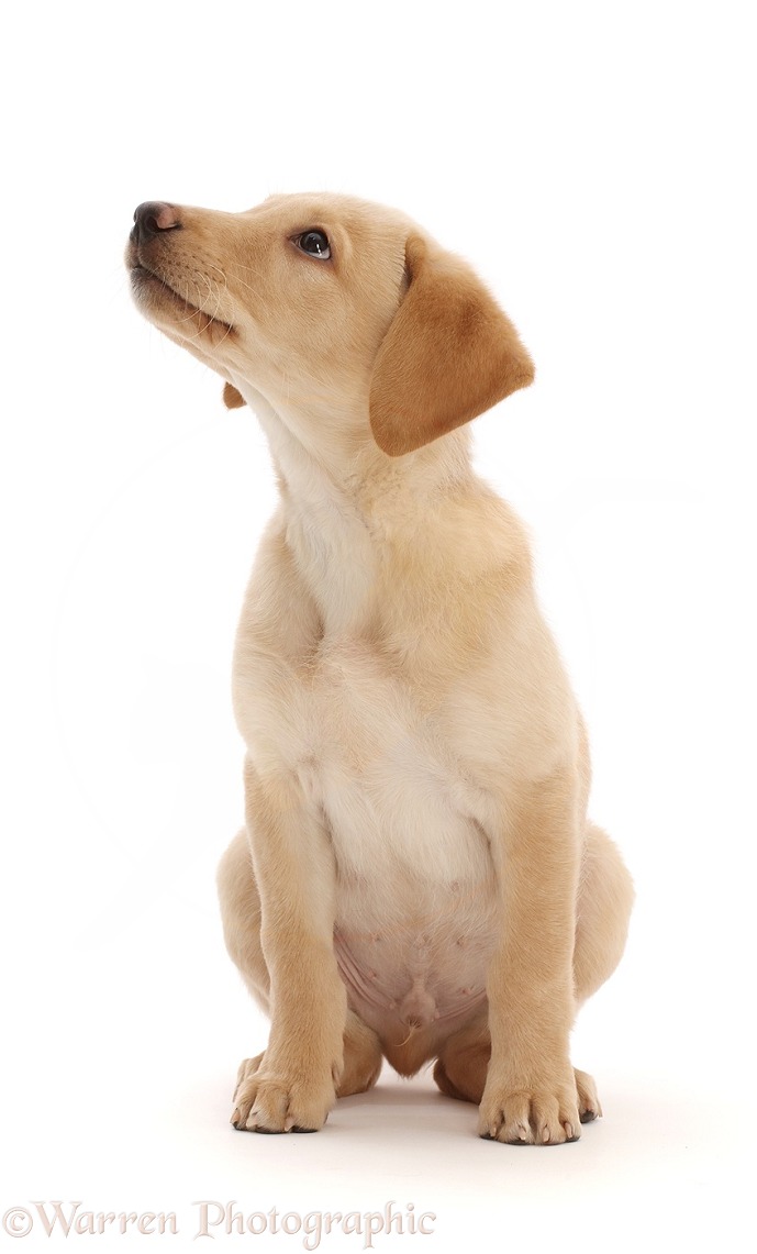 Yellow Labrador puppy, profile, white background