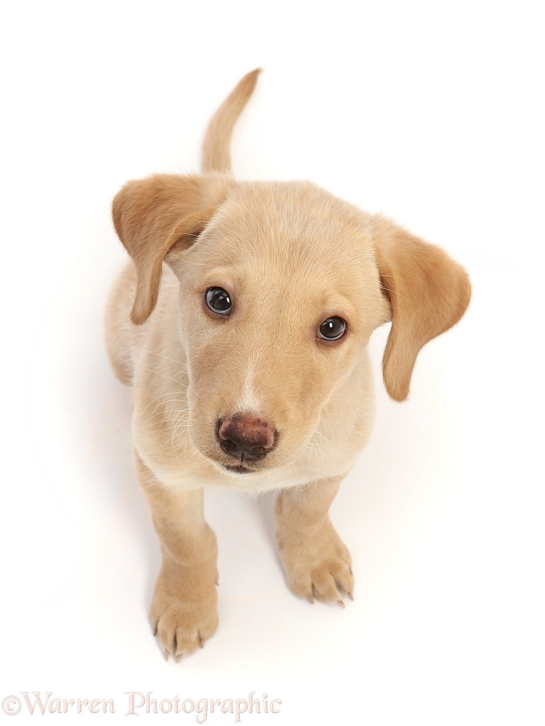 Yellow Labrador puppy, white background