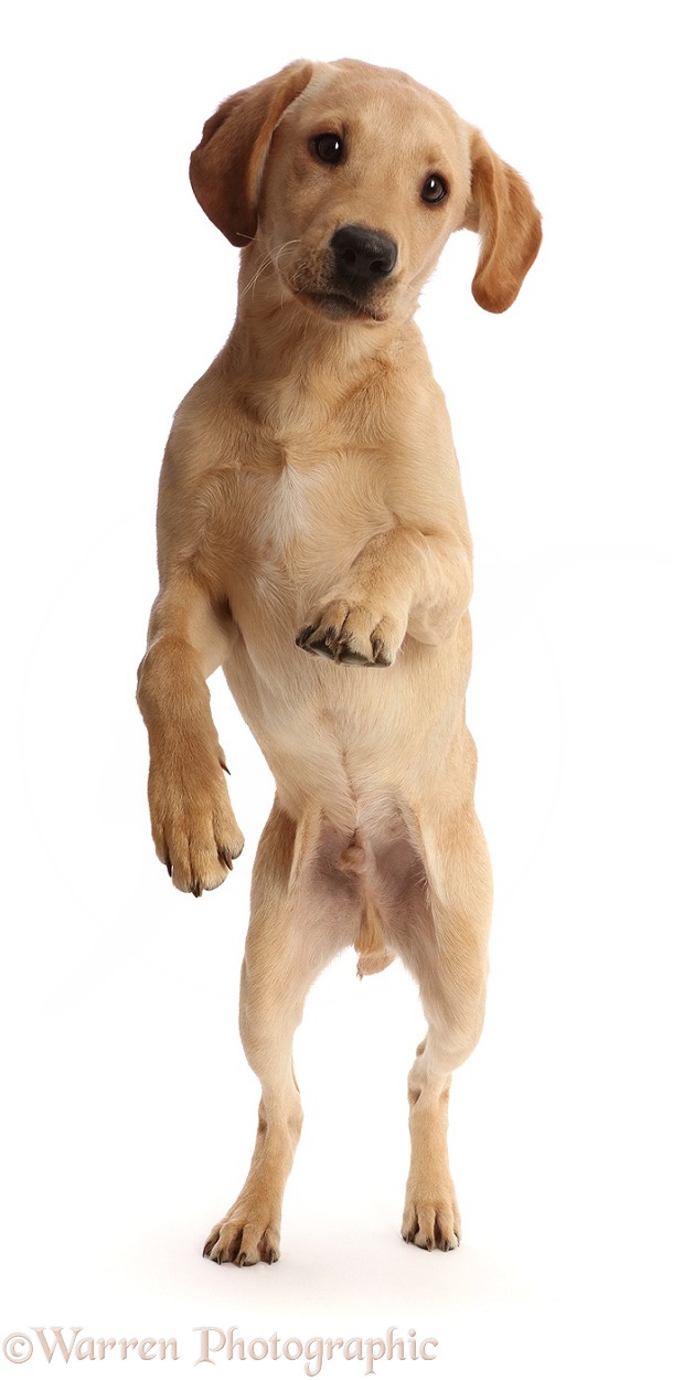 Yellow Labrador puppy, 4 months old, jumping up, white background