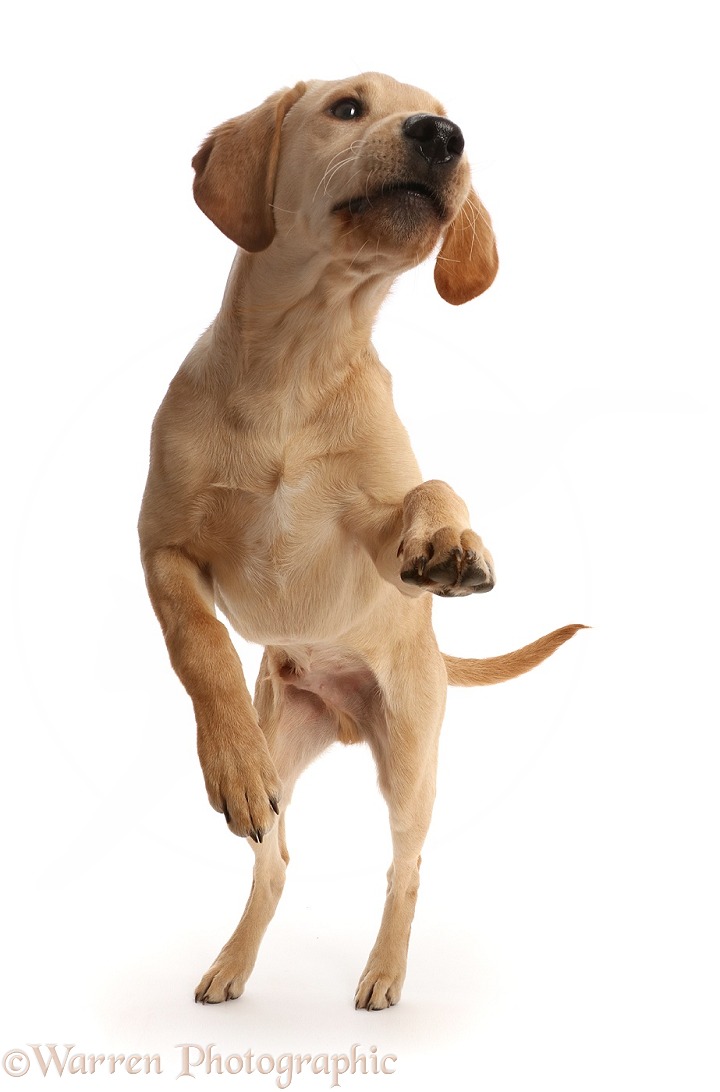 Yellow Labrador puppy, 4 months old, jumping up, white background