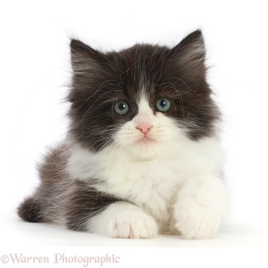 Black-and-white Persian x Ragdoll kitten, 7 weeks old, white background
