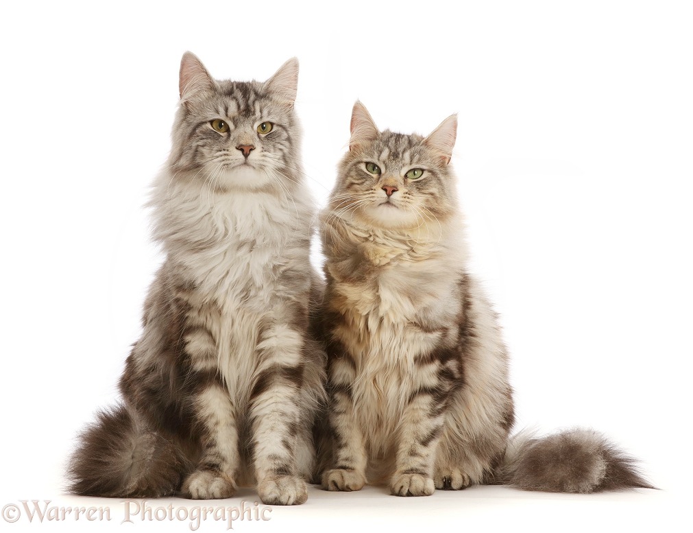 Silver tabby cats, Freya and Blaze, 10 months old, sitting together, white background