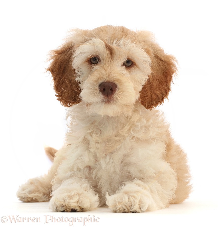 Cockapoo puppy lying with head up, white background