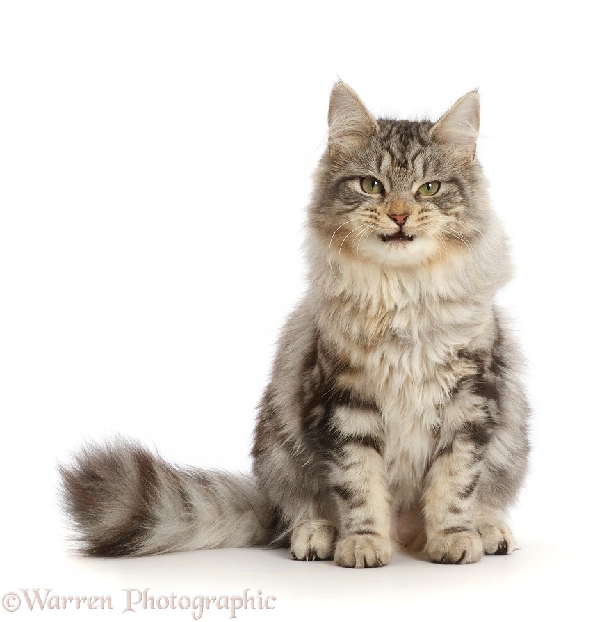 Silver tabby cat, Freya, 6 months old, making a funny face, white background
