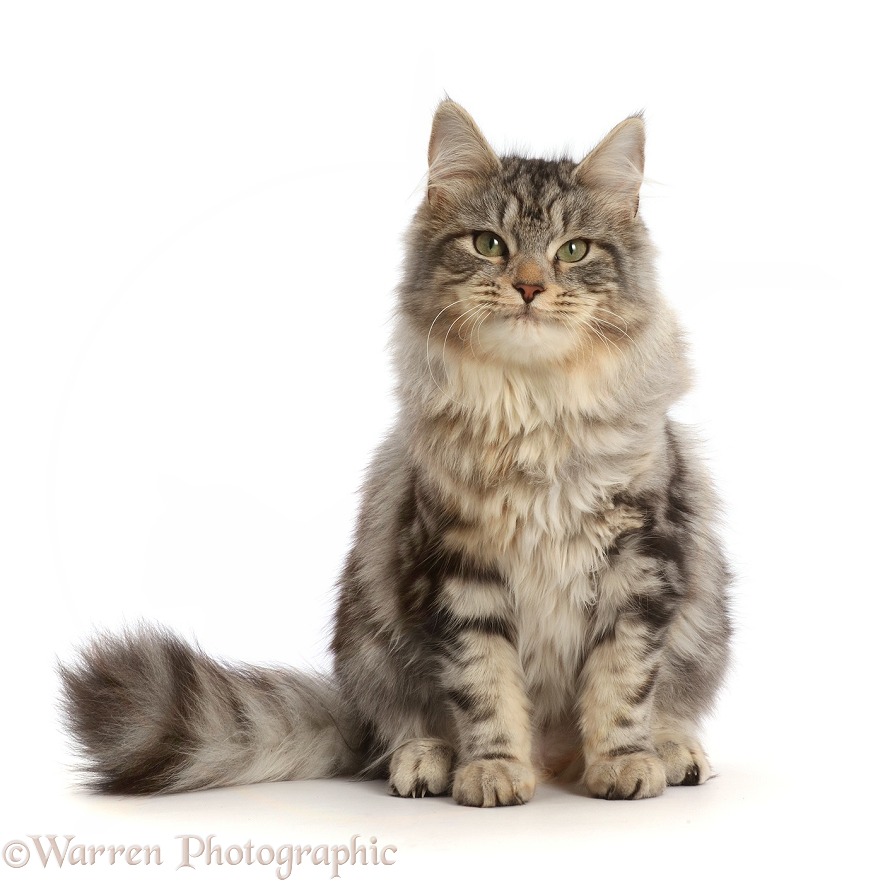 Silver tabby cat, Freya, 6 months old, sitting, white background