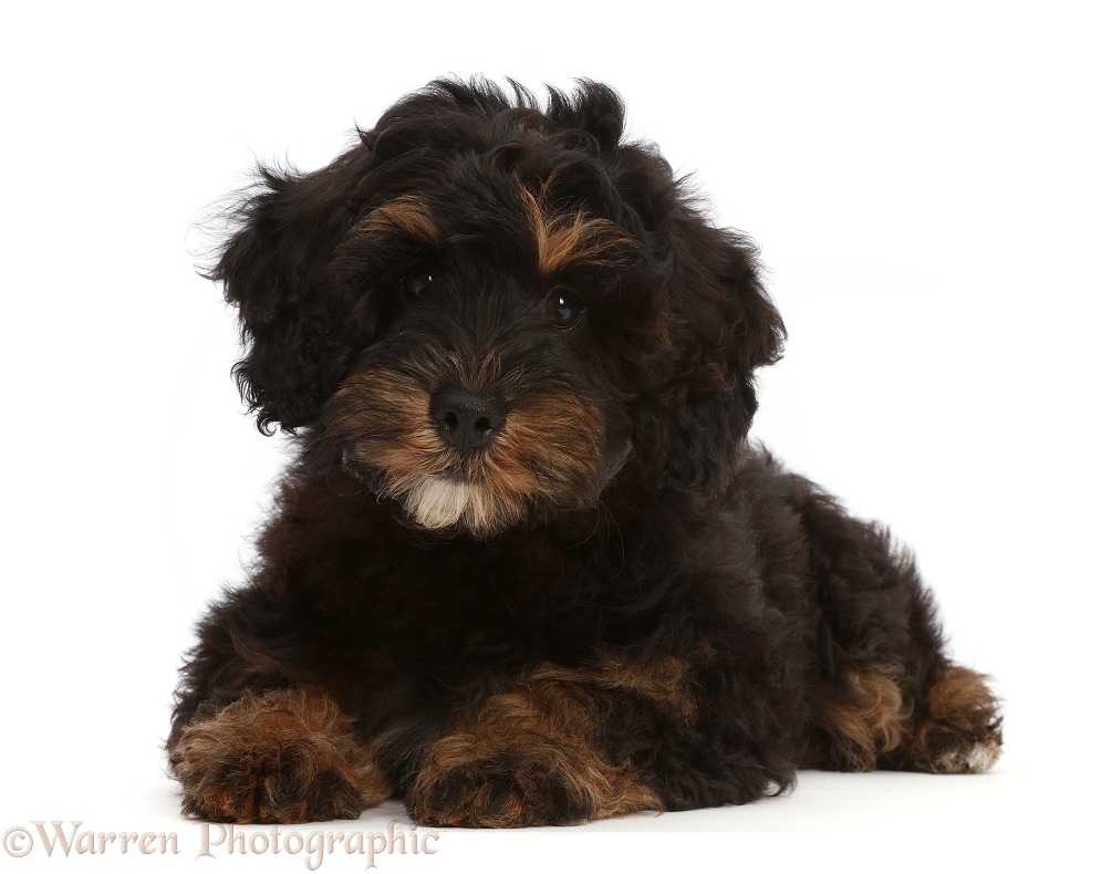 Black-and-tan Poodle-cross puppy, Gummy Bean, 3 months old, white background